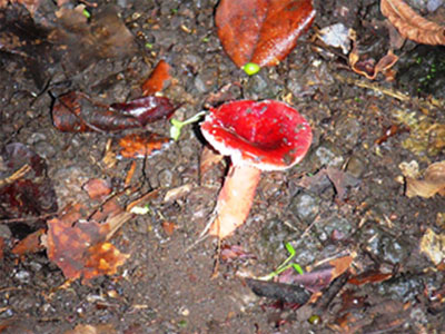 fungi barcoding for biodiversity